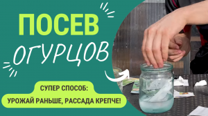 Урожай огурцов раньше на 2 недели! Отличный работающий способ!