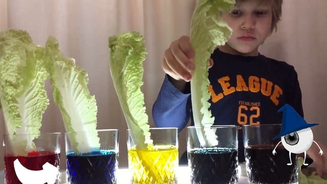 Капуста бывает разная: синяя, жёлтая, красная смотреть онлайн