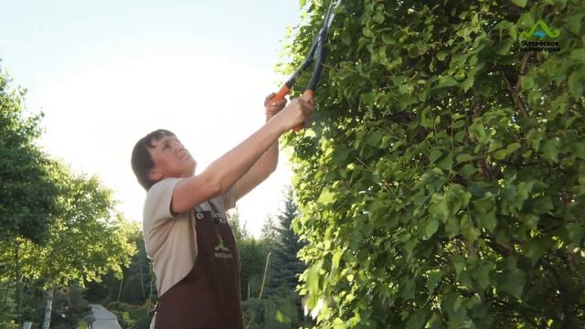 ЖИВАЯ ИЗГОРОДЬ. НЕПРИХОТЛИВАЯ МНОГОЛЕТНЯЯ БЫСТРОРАСТУЩАЯ ИЗГОРОДЬ. ТОПИАРНАЯ СТРИЖКА БЕРЕЗЫ смотреть онлайн