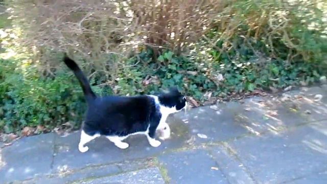 Германия. Кошки, гуляющие сами по себе. Есть ли в Германии бездомные животные? Cats ВЛОГ, VLOG смотреть онлайн