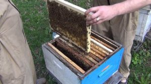 КАРНИКА и БАКФАСТ второе расширение пчелосемей вощиной