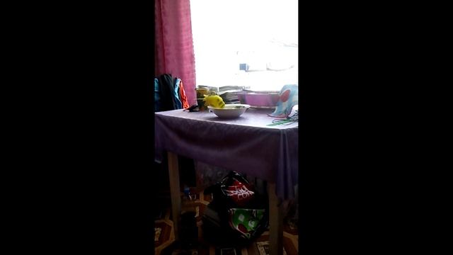 КУПАНИЕ ПОПУГАЯ. КАК КУПАЕТСЯ ПОПУГАЙ В ДОМАШНИХ УСЛОВИЯХ? Купание волнистого попугая.