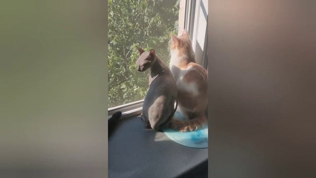 Дёма. Когда перед глазами всегда темно. Как живут слепые котики. смотреть онлайн