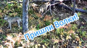 Пришли волки. Лось ранен?