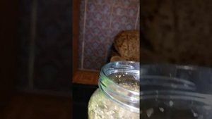 СУРИЦА - Забытый рецепт.