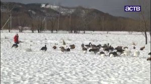 Сахалинец выхаживает диких птиц