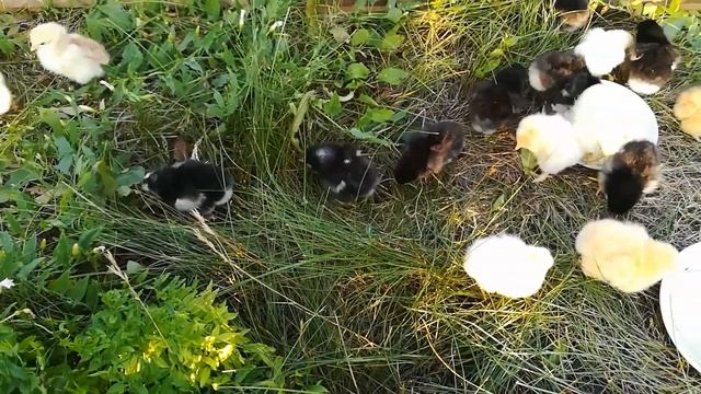 цыплята смотреть онлайн