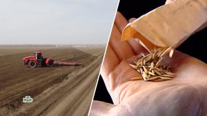 Когда в России начнется борьба за независимость от импортных семян