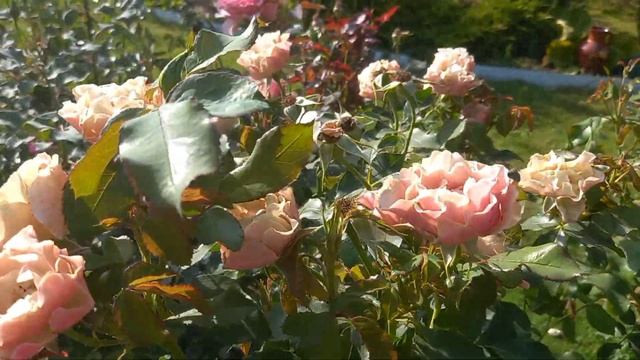 Роза Бисэнтэнер дэ Гийо.Второе цветение роз. смотреть онлайн