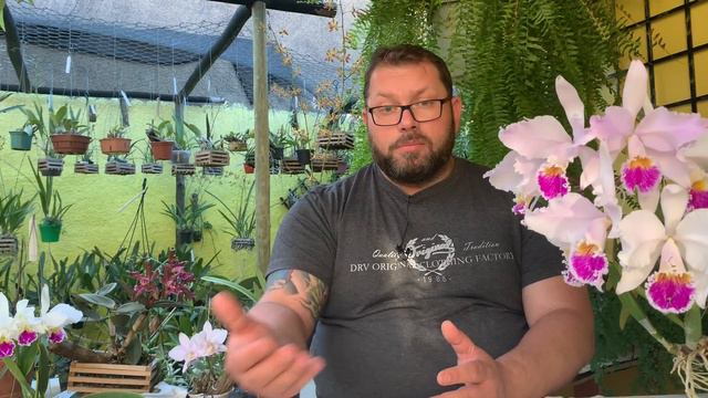 UMA ORQUÍDEA ESPECIAL, HOMENAGEM PARA MARIA DE LOURDES AZEVEDO. смотреть онлайн