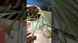 Спасаем Хлорофитум🤪🪴