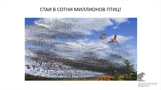 Вымирание птиц: взгляд из Зоологического музея смотреть онлайн