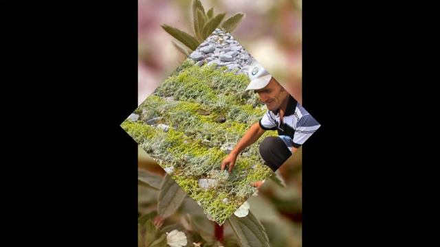 ЖЕЛЕЗНИЦА (SIDERTIS) cем. Губоцветные смотреть онлайн