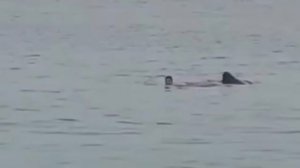 ПАРНЯ СЪЕЛА АКУЛА НА ГЛАЗАХ ОТЦА||ОН ЗВАЛ НА ПОМОЩЬ ОТЦА 💔