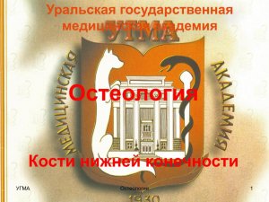 Кости нижней конечности