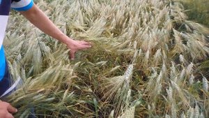 Твердые сорта пшеницы в Западной Сибири