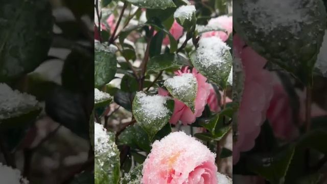 PINK ON ICE #short#flower#snow