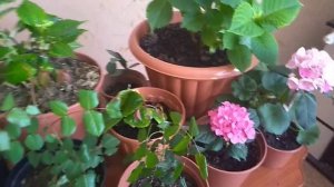 РОЗЫ. ПОЧЕМУ СОХНУТ ЛИСТОЧКИ.