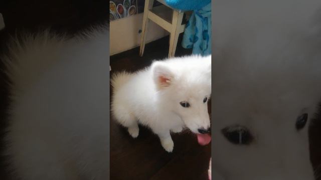 Самоед и клубничный мусс смотреть онлайн