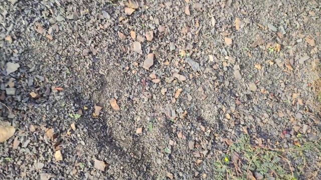 Рябина горная на отвесных скалах! смотреть онлайн