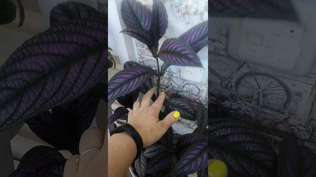 стробилантес дайера смотреть онлайн