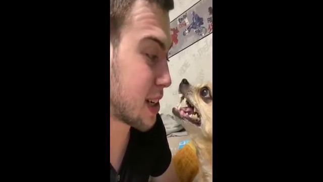 злая чихуахуа пытается съесть парня или парень и чихуахуа смотреть онлайн