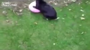 Кролик играет с воздушным шариком