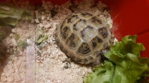 Черепахи сухопутные. Уход.