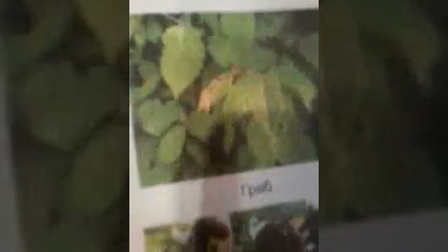 Урок по кубановедению в 4 классе