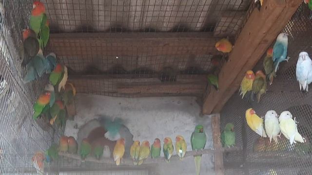 Розовощёкие неразлучники в одной вольере с ожереловыми попугаями в пролётной вольере. смотреть онлайн