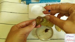 Подарочный набор с Aliexpress, устрица с жемчужиной?и кулон с цепочкой, открываем❤