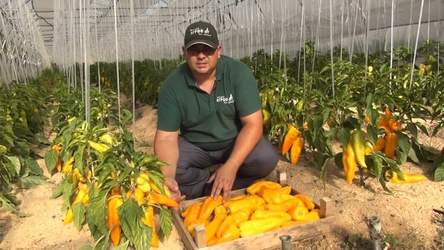 Перец "Сибирская лиса". смотреть онлайн