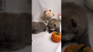 Шпицы померанские