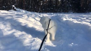 ПУССИ ВПЕРВЫЕ НА ПРОГУЛКЕ / Pussy on a walk for the first time