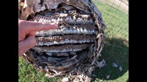 Как устроено гнездо азиатского шершня  Объяснение  Охотник на шершня