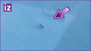 Полярные лисы пробежались прямо перед атомным ледоколом «Урал»