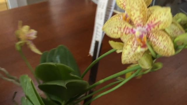 Свежий завоз сортовых орхидей в Экофлору 11 августа 2020 г. Зорро, бабочки Феникс, Джулия, Замбия.. смотреть онлайн