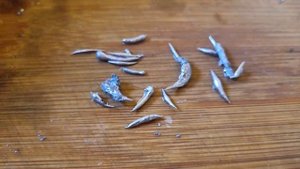 Отливка Свинцом-Опасные Лярвы.