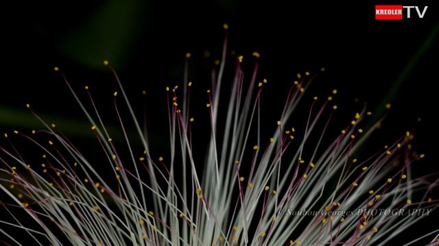 Bonnet de prêtre - Barringtonia asiatica (L.) Kurz. смотреть онлайн