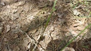 Сыроежка зелёная - прекрасный гриб. Грибы летом.