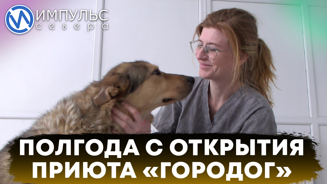 Выделены средства на оборудование новых вольеров в муниципальном приюте «ГороДог»