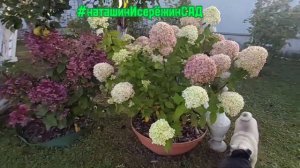 ЛИТТЛ ПАССИОН Гортензия Метельчатая- низкорослый сорт, патио серия #наташинисерёжинсад