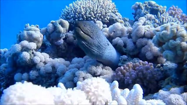 Мраморная мурена, Красное море. смотреть онлайн