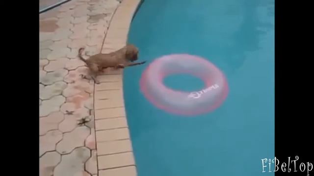 Лучшая подборка приколов про животных часть 3 смотреть онлайн