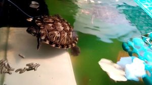 Обогреватели воды для красноухой черепахи. Терморегуляторы