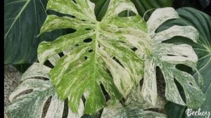 Топ 10 самых Дорогих Монстер