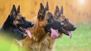 НЕМЕЦКАЯ ОВЧАРКА - ИНТЕРЕСНЫЕ ФАКТЫ