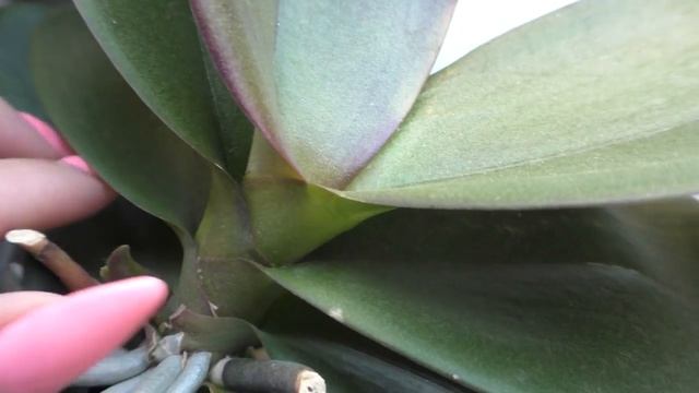 Орхидеи! Мучнистый червец ! Что нового! Опять разбила вазу! Детки! Цветоносы смотреть онлайн