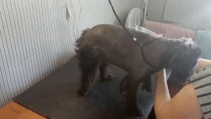 Бельгийский гриффон. Груминг. Гришка на стрижке