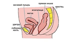 Как уживаются матка с влагалищем?